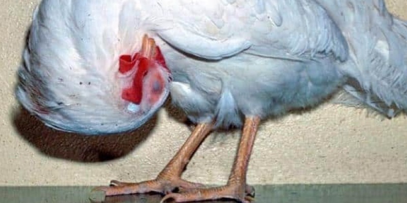 Biểu hiện bệnh newcastle ở gà